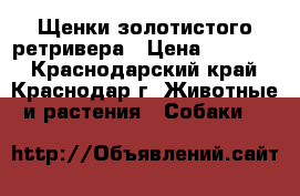 Щенки золотистого ретривера › Цена ­ 25 000 - Краснодарский край, Краснодар г. Животные и растения » Собаки   